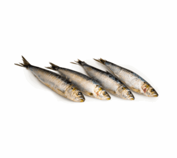 Sardinha